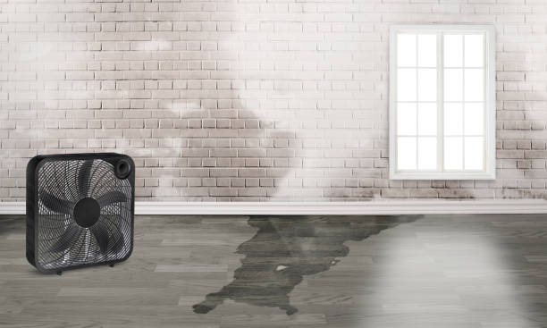 Best Carpet water damage restoration  in Lincoln Center, KS